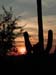 DSCN4707 Sunset on Cactus