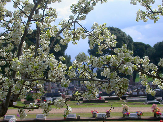 DSCN8378 White Blossoms at Cowra War Cemetery