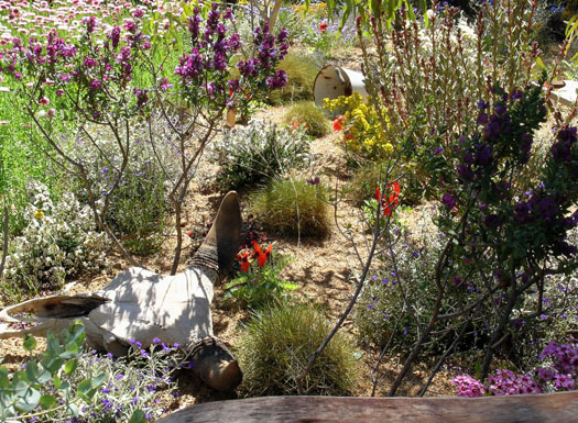 DSCN9320 Red Centre Landscape Display