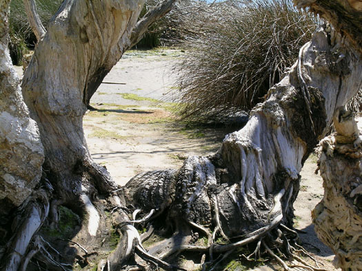 DSCN8873 Water Worn Tree Roots