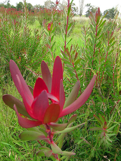 DSCN8978 Proteas