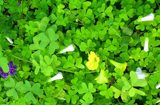 DSCN9011 Willdflowers along Margaret River