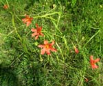 DSCN8888 Orange Lilies in the Wild