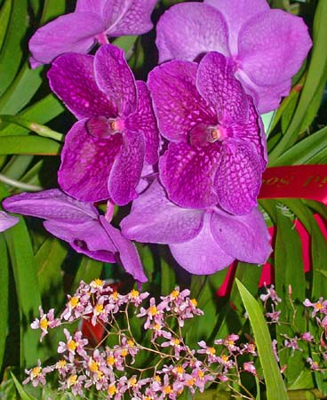 2 A Winner from the Bundaberg Orchid Show