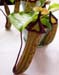 4 Pitcher Plants