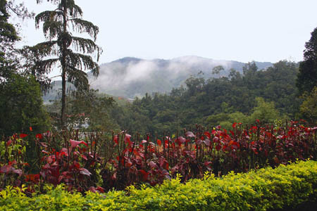 09 Morning Mist