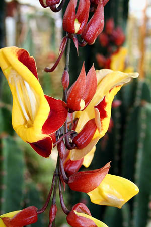13 Red & yellow flower, Highlands