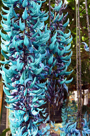 14 Teal & purple flower, Highlands