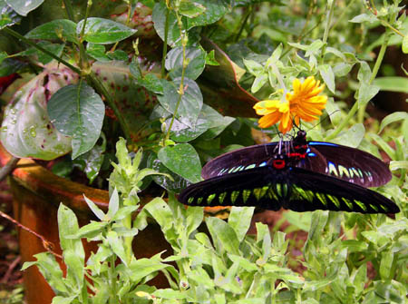 18  Double Butterflies
