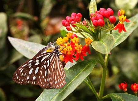19 Pair of butterflies on flowers