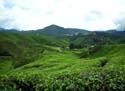 02 Cameron Highlands Plantations