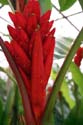 12 Red Flower Stalk after Rain