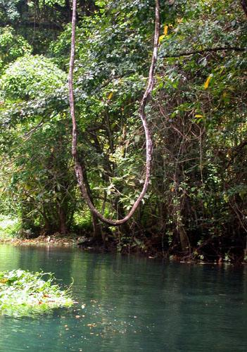 DSCN8097 Tarzan Vine Swing