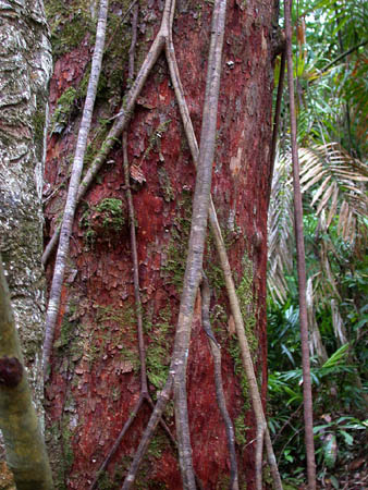 006 Strangling Vine
