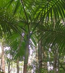 005 Umbrella Ferntree