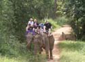 26  Two elephants stop to eat