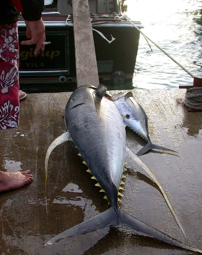 DSCN6307YellowFinTunaCaughtbyLocalFisherman