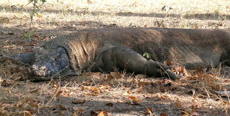03  A lazy Komodo Dragon at dusk