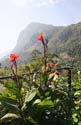 04 Calla Lilies and Hotel in the Highlands, Sri Lanka