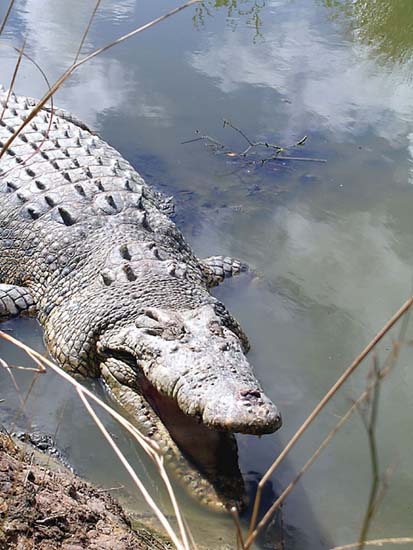 Big Croc