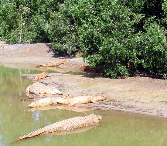 Lots of Crocs