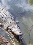 Big Croc