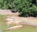 Lots of Crocs