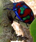 One Velvety Psychedelic Bug
