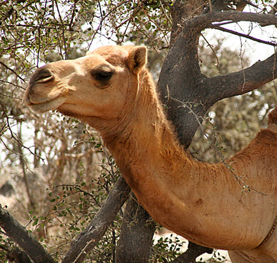 02 Camel Portrait