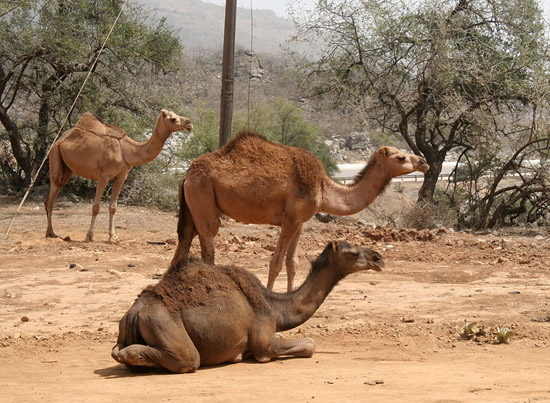 07 Camel Triples
