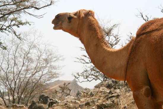 11  Camel on Mountaintop