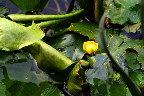 06 Lone Water Lily Bud