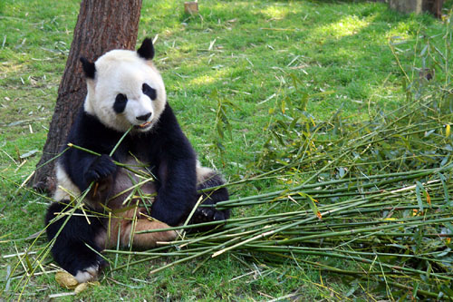 03 Panda Sitting Next to Tree