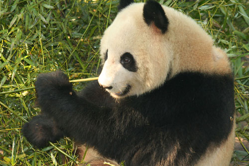 05 Panda CU