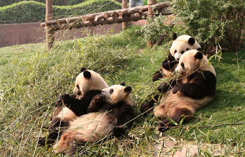 12 Four Pandas