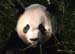 02 Panda Portrait