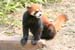 13 Racoon on  ledge