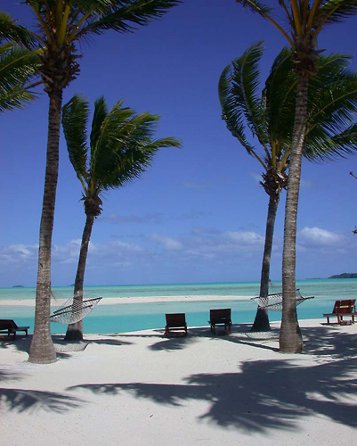 DSCN8161WindsweptPalmsatPea