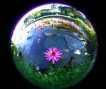 DSCN6207 Lilypond Fisheye
