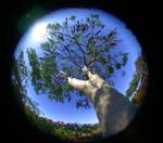 DSCN6234 Tree with Pods