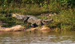 20-Croc