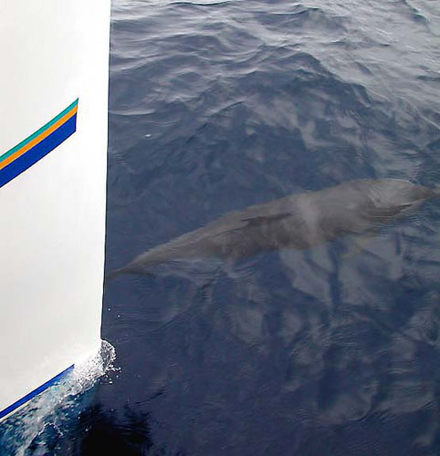 Dolphin_at_the_Hull