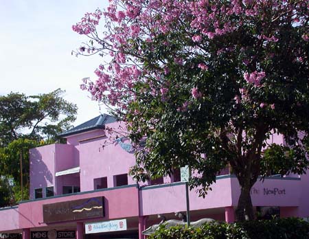 Cherry Blossoms at the NewPort